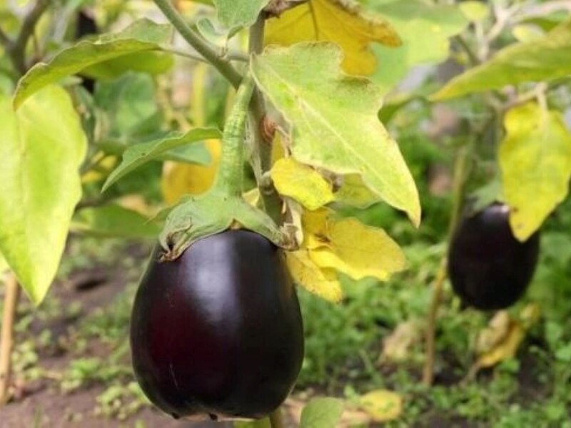 Якщо листя баклажанів пожовтіло, негайно зробіть це – і отримаєте неймовірний урожай. Перевірений спосіб