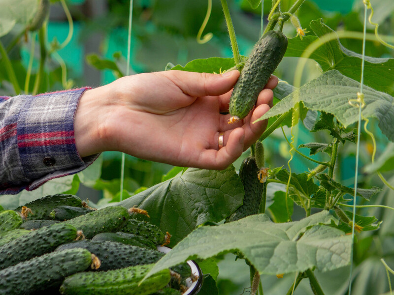 Зробіть це в липні – й огірки не гірчитимуть. Досвідчені городники поділилися секретами Зробіть це в липні – й огірки не гірчитимуть. Досвідчені городники поділилися секретами