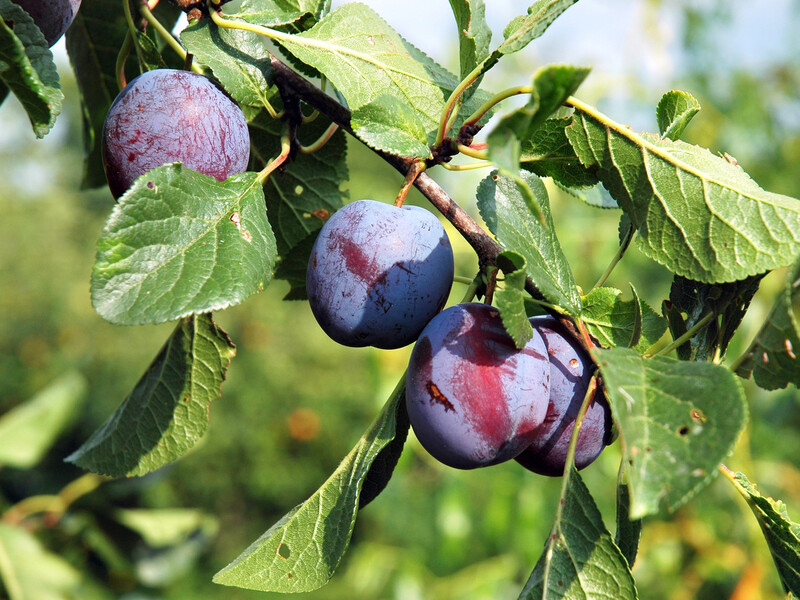 Саме через це слива не дає врожаю. Городники розкрили справжні причини