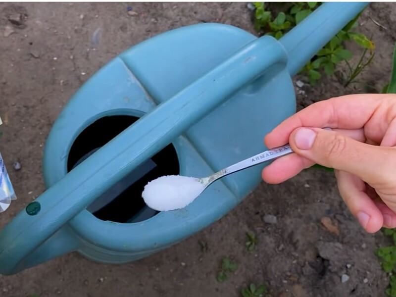 У липні розчиніть це у воді – і буряк буде соковитим і солодким. Рецепт останнього підживлення цього сезону