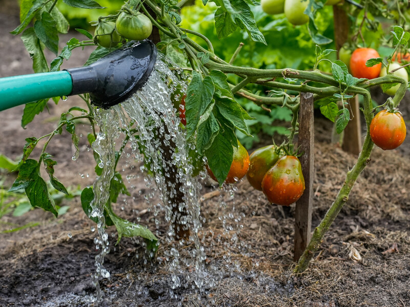 Після такого підживлення без хімії томати виростуть соковитими і смачними