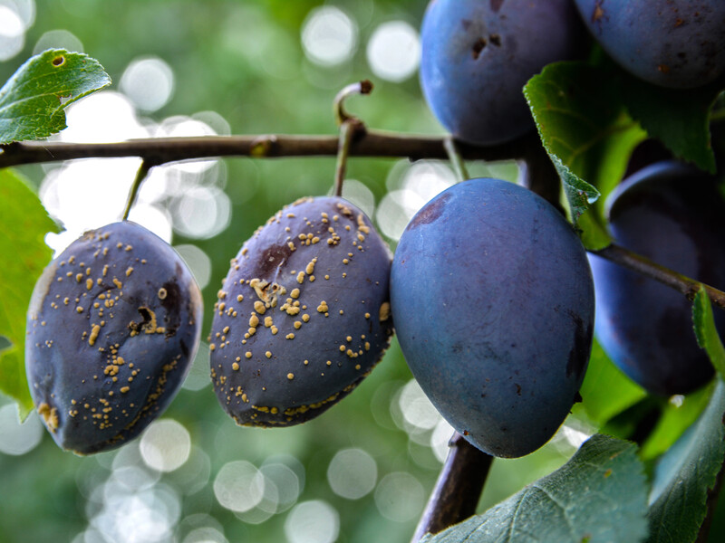 Обробіть фрукти цим – і ви легко врятуєте урожай від моніліозу. Перевірений спосіб