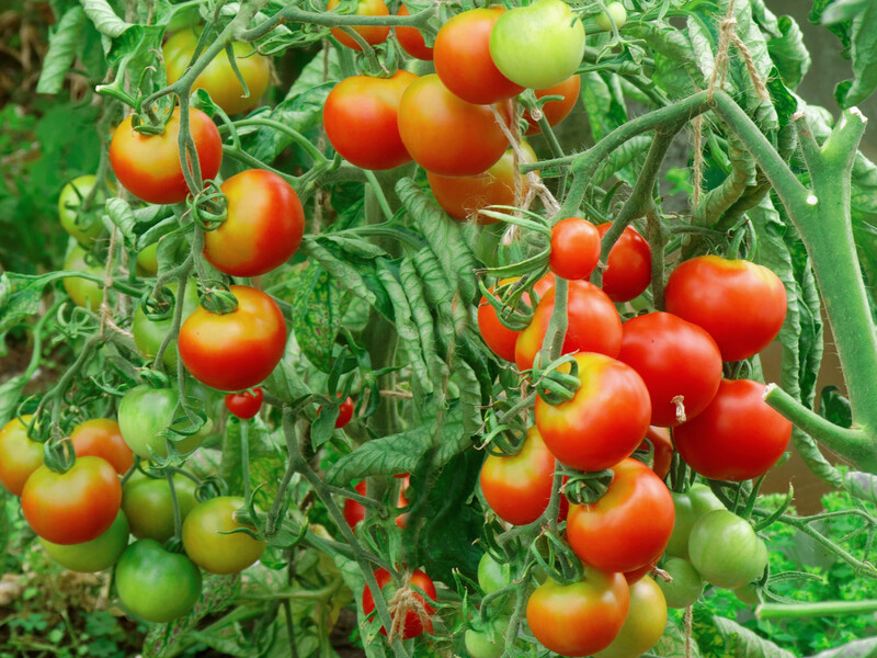 Запишіть назви цих сортів помідорів – вони дають неймовірний урожай. Поради експерта