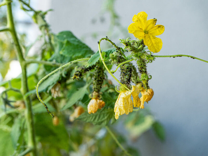 Подрібніть цю рослину й залийте окропом. Від такого настою вся попелиця загине