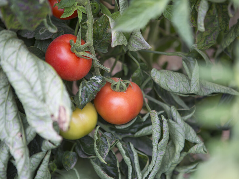 Незвичайне підживлення врятує врожай – полийте цим свої помідори, якщо на них почало скручуватися листя