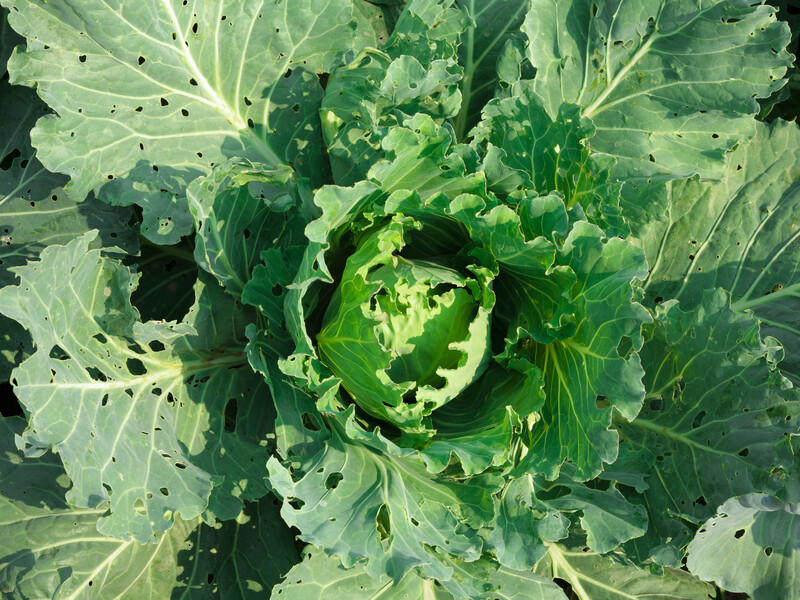 Якщо на листі капусти є дірочки, терміново використайте ці препарати. Суперзасоби від капустяної молі