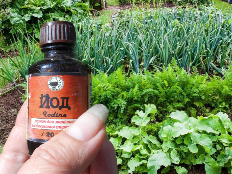 20 грн в аптеці, а користі – на роки. Копійчане підживлення, яке рятує від хвороб і дає врожай