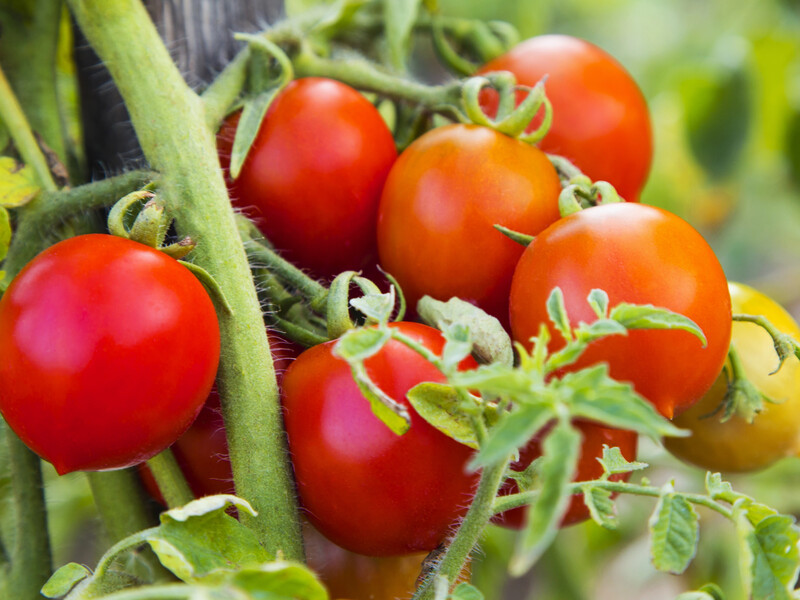 Якщо хочете, щоб помідори виросли гарними й великими – обов'язково скористайтеся цим добривом