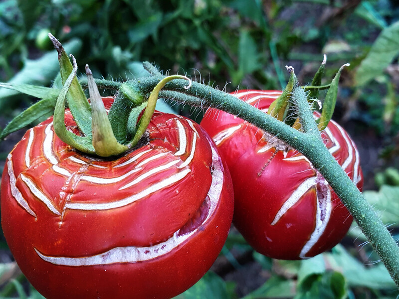 Ваші помідори можуть тріснути через те, що зазвичай роблять городники під час посухи