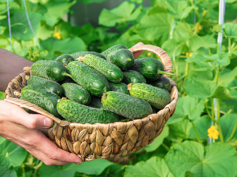 Додайте у воду з-під крана 10 мл засобу – збиратимете щотижня огірки відрами