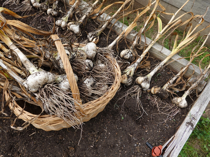 Посадіть це на грядці після часнику – пʼять найкращих варіантів отримати новий врожай