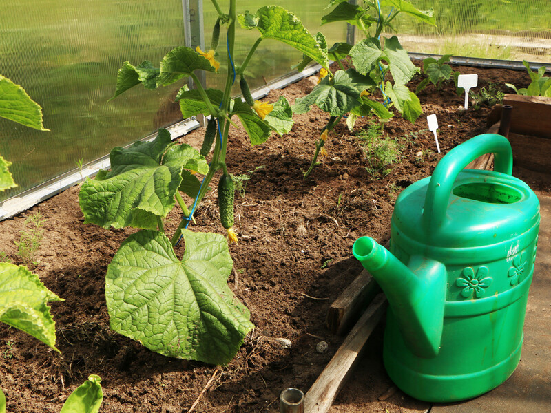 Три найефективніші розчини для підживлення огірків у спеку. Збережіть, щоб не загубити