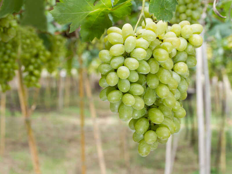 30 г цієї речовини зроблять виноград солодким, як мед