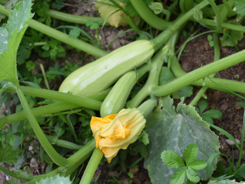 Після цього кабачки завалять урожаєм. Городники розповіли головні правила поливу овочів у липні