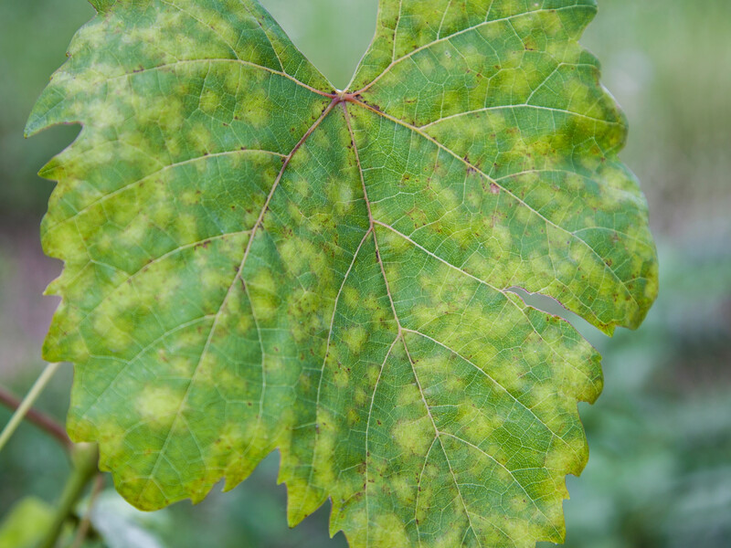 Якщо огірки жовтіють і сохнуть – це не спека, а серйозне захворювання. Обробіть цим овочі