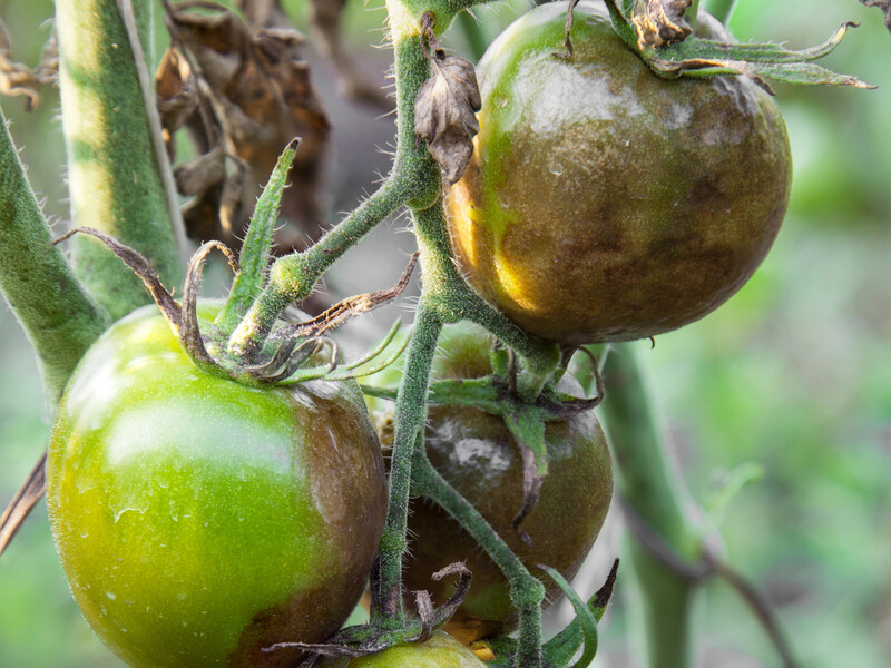 Якщо гніють помідори – негайно обробіть їх цими бюджетними препаратами. Перевірений спосіб