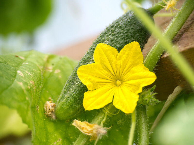 Чому з'являються пустоцвіти на огірках і що робити, щоб з'явязувалися плоди