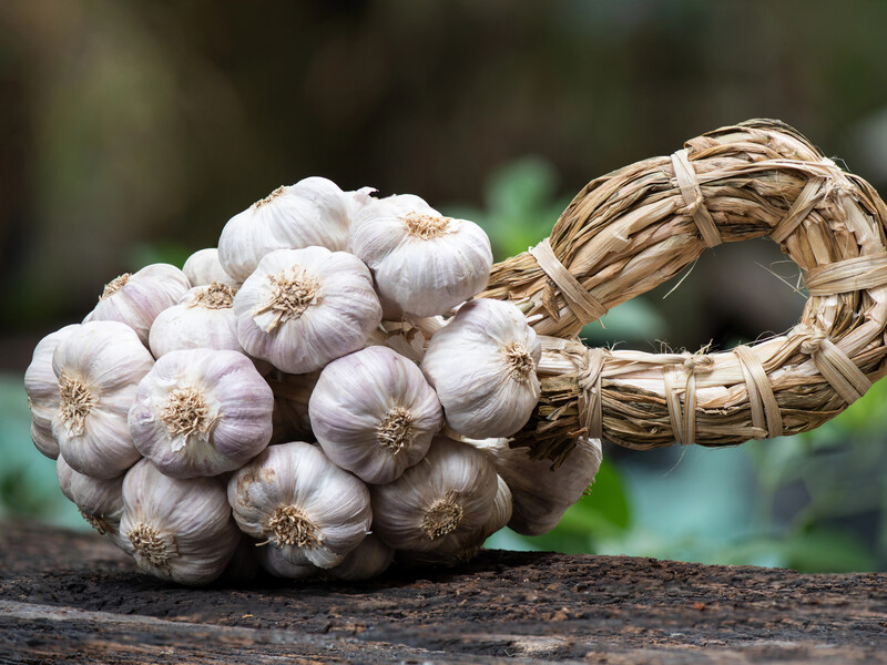 Коли викопувати часник і як його сушити, щоб зберігався соковитим до весни