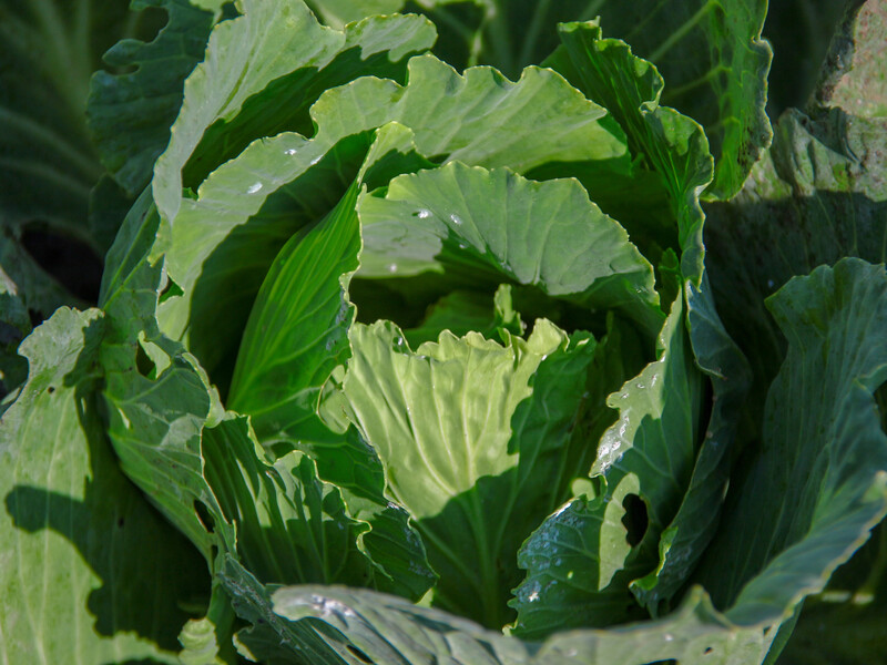 У капусти будуть щільні качани й великий розмір, якщо внесете це підживлення до 20 липня