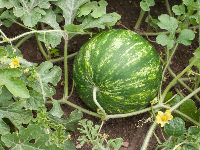 Ці прості маніпуляції допоможуть виростити на городі великі кавуни