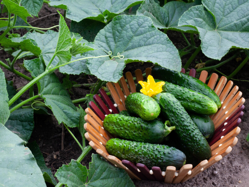 Чому огірки гірчать і як це виправити за допомогою одного підживлення