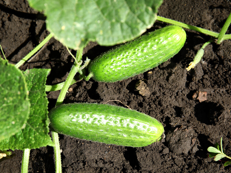 Якщо в липні огірки припинили родити – терміново полийте їх таким настоєм