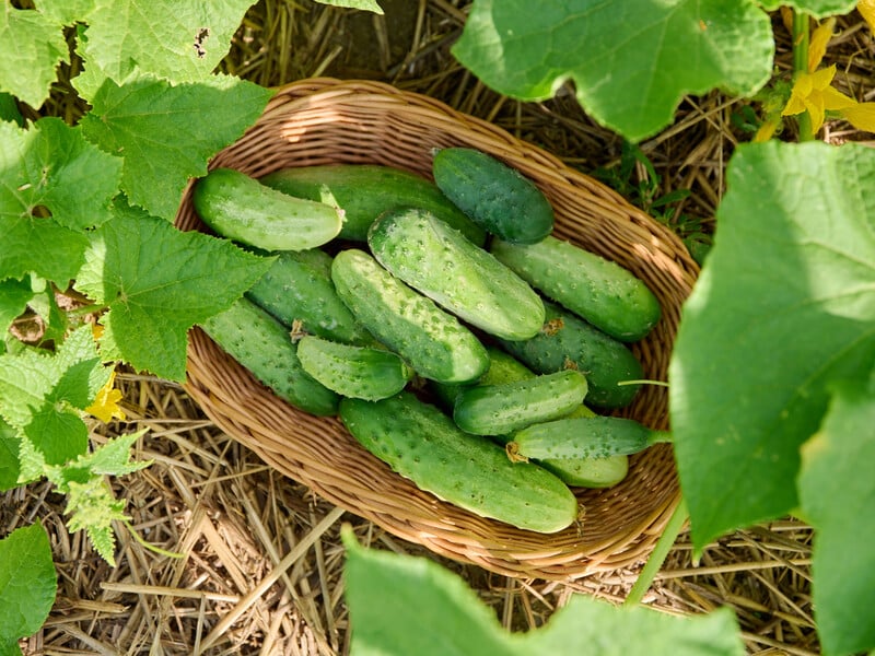 У серпні полийте цим огірки – і вони почнуть рясно плодоносити. Рецепт підживлення без хімії