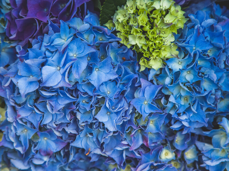 "Ось чим підживлюю гортензії зараз". Обприскування й полив для пишного цвітіння