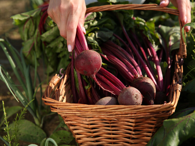 Побачили це на листях буряку – час викопувати. Як вчасно отримати стиглий і солодкий корнеплід