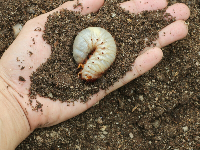 Не побачите їх, доки рослина не зів'яне. Як вивести з городу личинки хруща