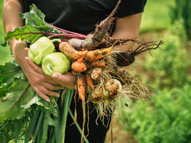 Посадіть це після збирання цибулі – до морозів буде ще один урожай