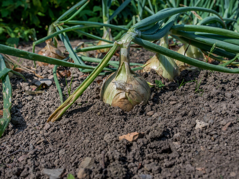 Коли викопаєте цибулю, обов’язково зробіть це – і вона дуже довго зберігатиметься. Проста порада