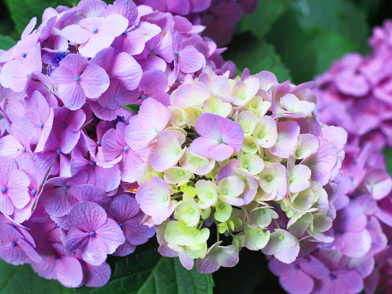 Шість причин, чому на вашій волотистій гортензії не з'явилися квіти