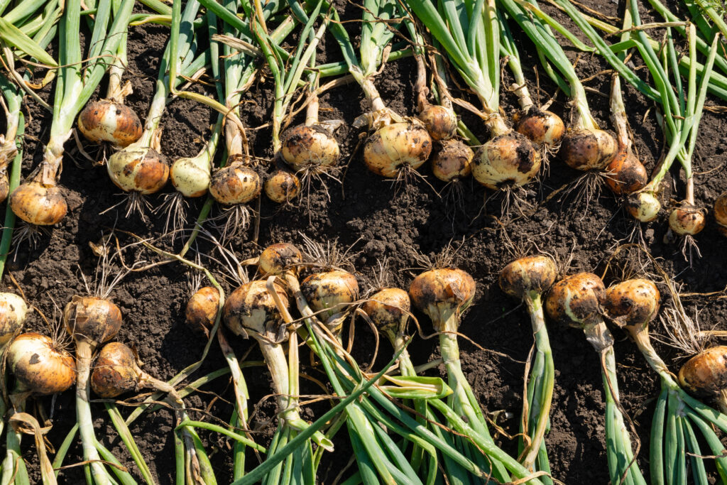 Обов’язково обріжте це на цибулі – і вона буде дуже довго зберігатися. Надійна порада