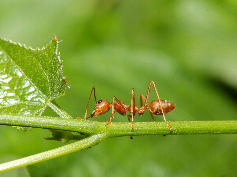 Окріп, борна кислота чи хімія. Що краще діє на мурашники
