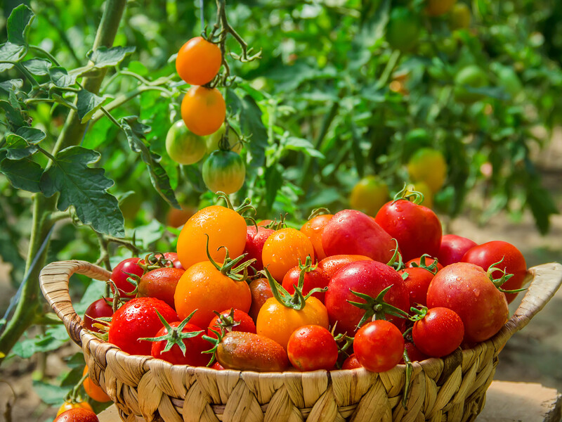 Як нічого не робити – й за два місяці зібрати щедрий урожай томатів. Розкрито головний секрет дачників