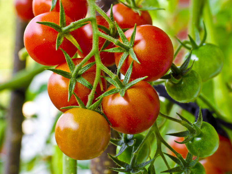 Якщо помідори червоніють – перестаньте це робити, бо втратите врожай. Надійна порада