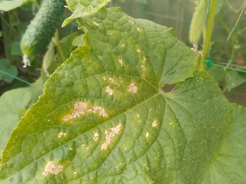 Якщо помітили плями на листі огірка, обробіть цим – і отримаєте великий врожай. Перевірений спосіб