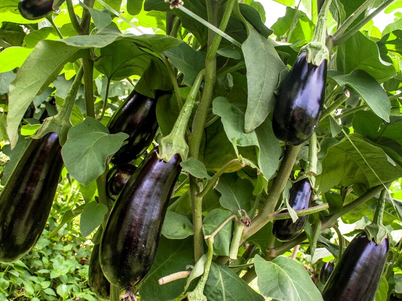 Це універсальне добриво пришвидшить урожай баклажанів, перцю й помідорів. Просто зробіть так