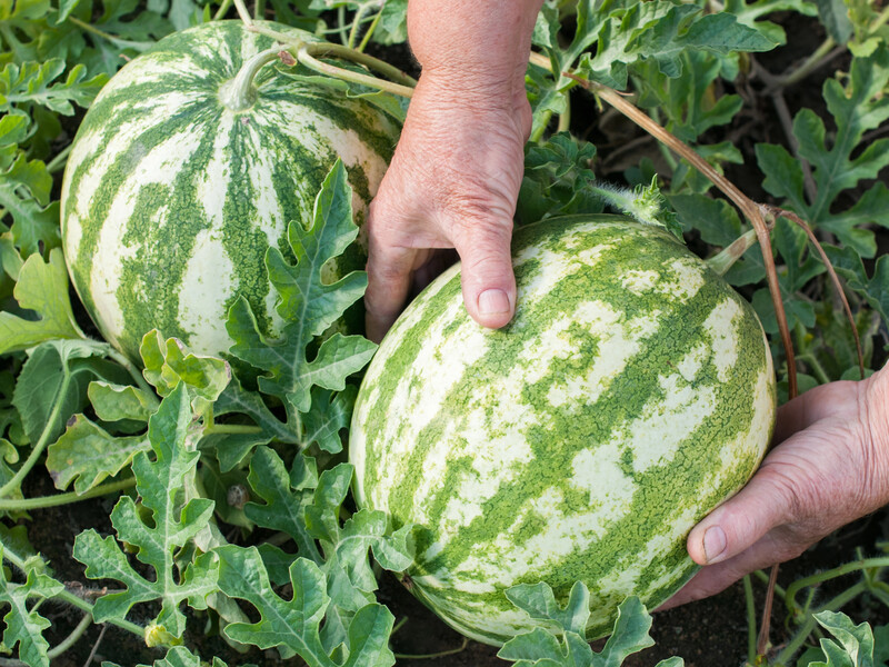 П'ять порад, які допоможуть вибрати найсмачніший кавун на ринку чи в магазині
