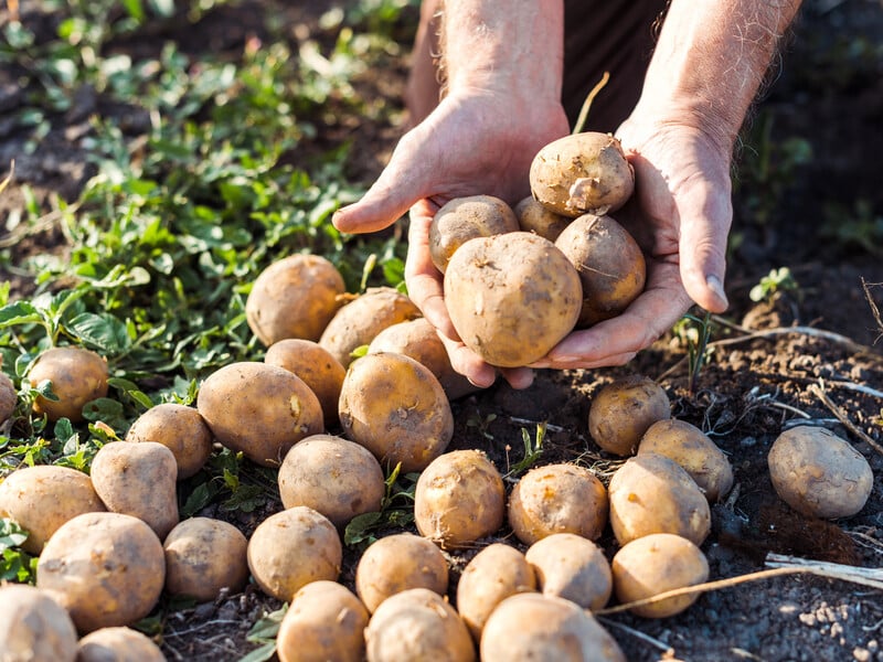 Розкидайте це на городі відразу після збирання картоплі – і земля за рік віддячить щедрим урожаєм