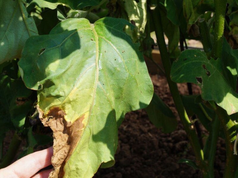 Якщо листя баклажанів почало в'янути, обов'язково обробіть цим – і отримаєте великий урожай