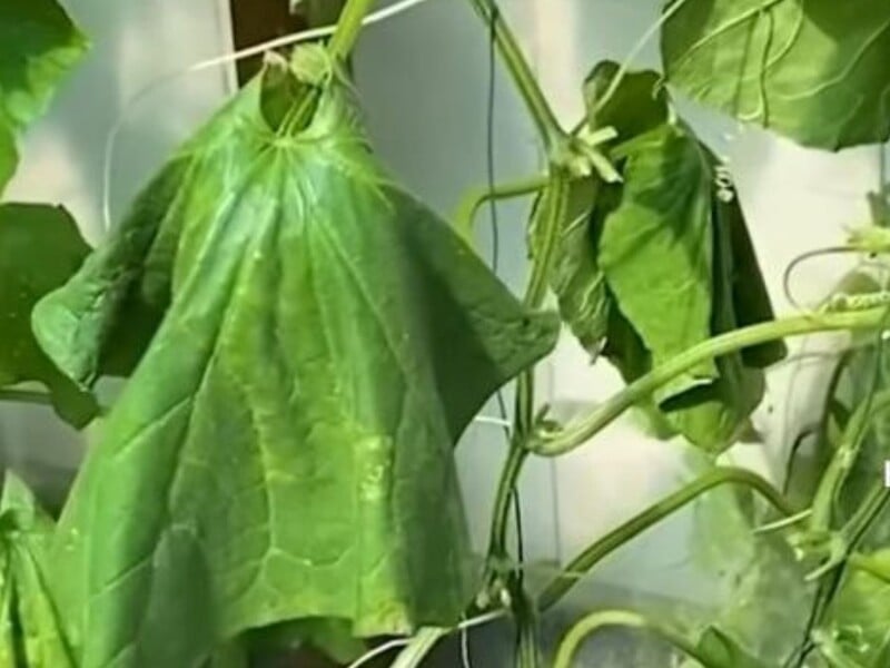 Якщо листя огірків пов'яло – обов'язково зробіть це, щоб не втратити врожай. Перевірений лайфхак