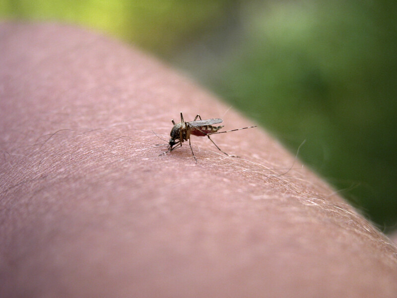 Якщо вас укусила комаха – обов'язково зробіть це. Три найважливіші поради Якщо вас укусила комаха – обов'язково зробіть це. Три найважливіші поради