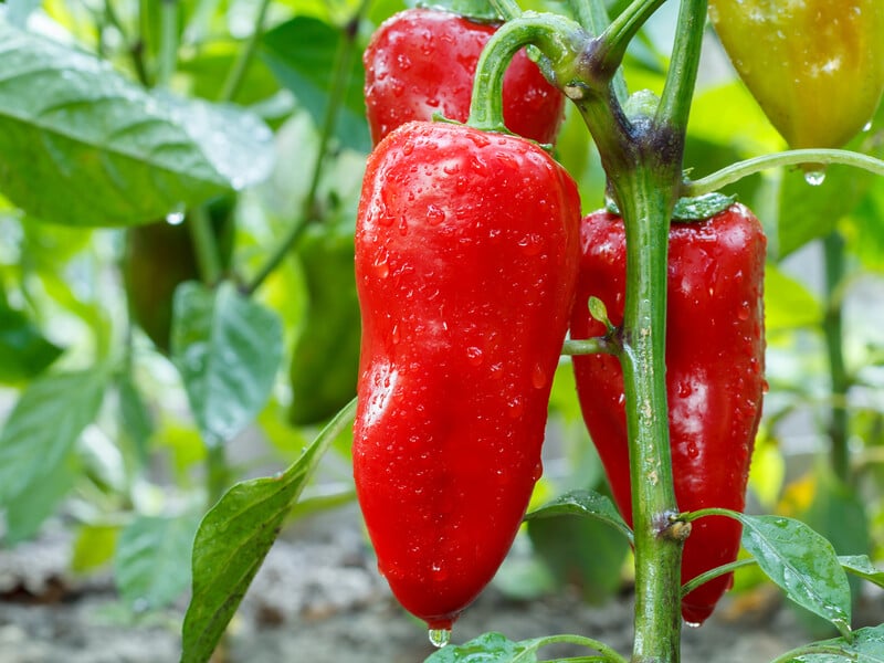Щоб перець довго зберігався і був смачним – збирайте його тоді, коли побачите ці ознаки