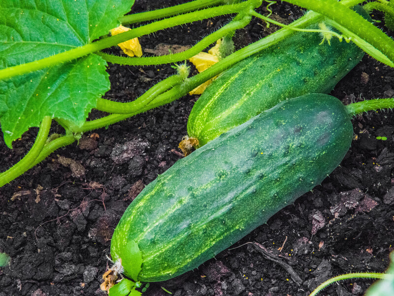 Завдяки цьому доступному добриву огірки плодоноситимуть до кінця вересня. Надійна порада