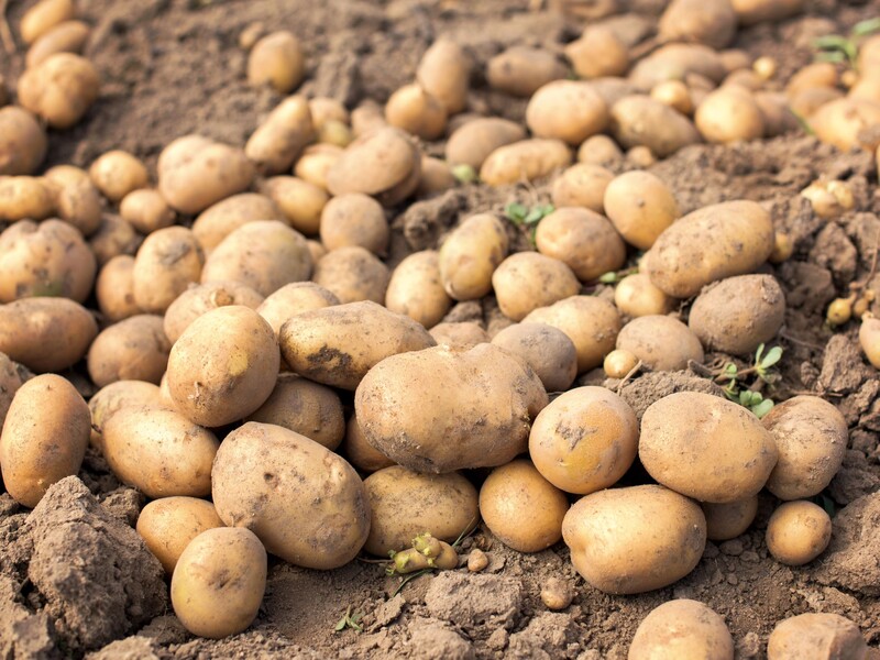 Зробіть так – і картопля у квартирі зберігатиметься до весни. Перевірений спосіб