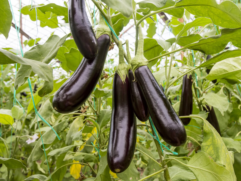 Цей простий препарат зробить баклажани великими, гарними й смачними. Дієва порада