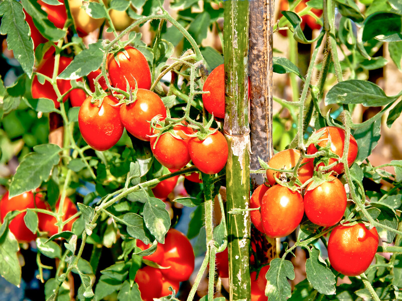 Обов'язково зробіть це в серпні з помідорами – і вони дуже швидко дозріють. Надійна порада