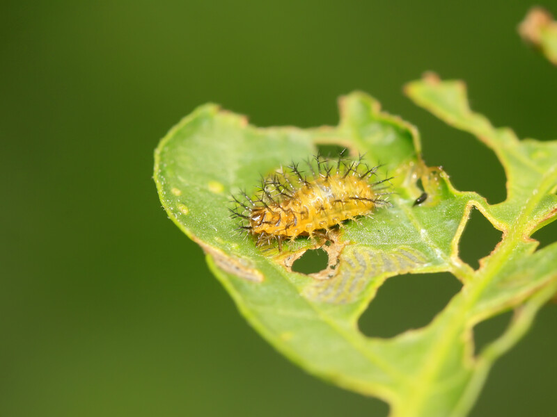 Вісім причин появи дірок на рослинах. Хто їх  "гризе" та як це виправити